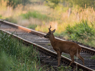 Reh Bock auf Bahngleisen