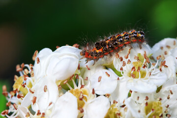 Fototapeta na wymiar Lepidoptera larvae in the wild, North China