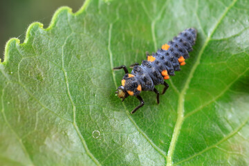 Ladybugs on wild plants, North China