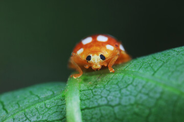 Ladybugs on wild plants, North China