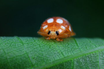 Ladybugs on wild plants, North China