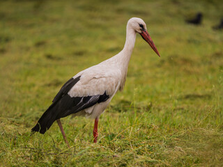 Weißstorch auf der Wiese