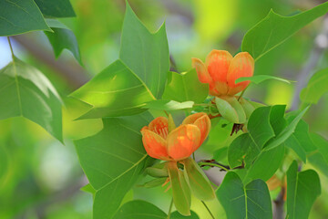 Liriodendron flowers in a botanical garden, North China