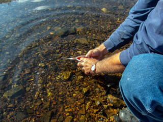 Cleaning trout at the river