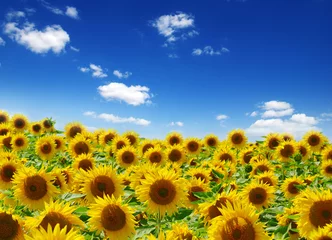 Zelfklevend Fotobehang field of blooming sunflowers © Alekss