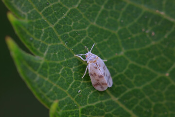 Whitefly, a very tiny flying insect, North China