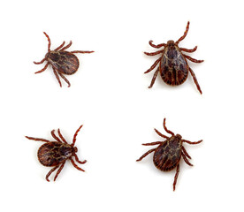 Tick isolated on white background