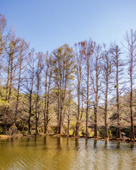 trees without autumn