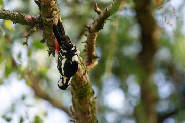 woodpecker on tree