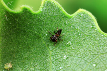 Ladybugs on wild plants, North China