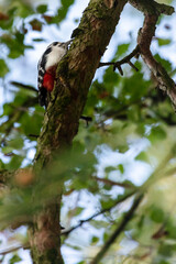 woodpecker on tree