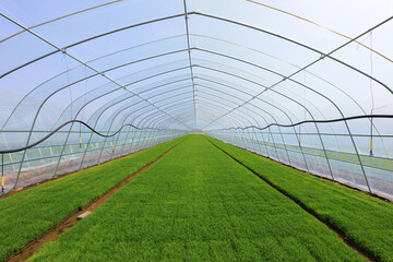 Rice seedling greenhouse is on a farm in North China