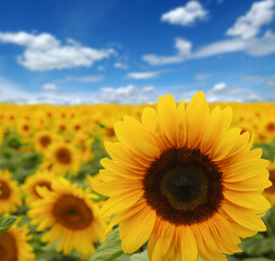 Fototapeta premium sunflowers field on sky