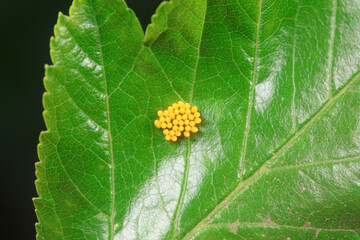Insect eggs on wild plants, North China