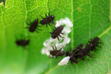 Ladybugs on wild plants, North China