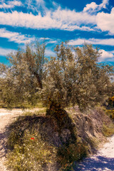 Andalusian agriculture