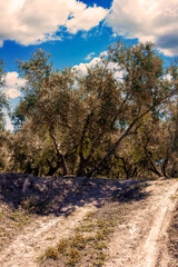 Andalusian agriculture