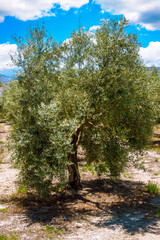 Andalusian agriculture