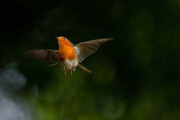 robin in flight