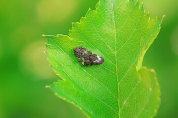 Ladybugs on wild plants, North China