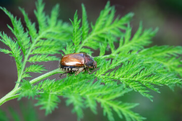 Coleoptera Chrysomelidae insects, North China
