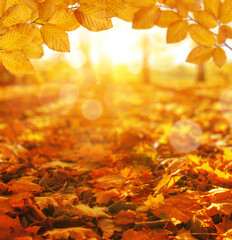  Autumn leaves on the sun and blurred trees