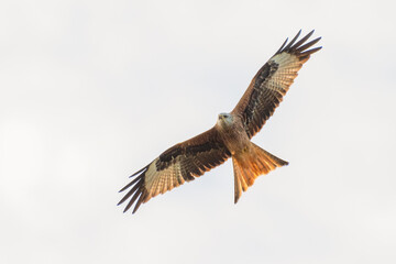 Red kite (Milvus milvus) flying overhead, showing its plumage and forked tail, UK