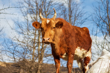portrait of a cow