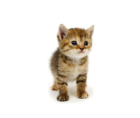 kitten isolated on white background