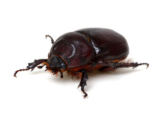 Beetle isolated on white