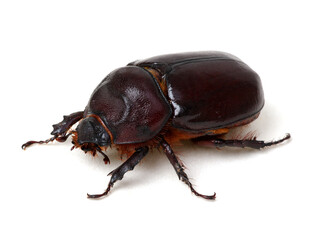 Beetle isolated on white
