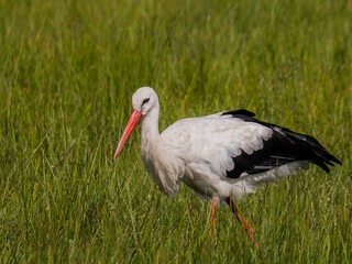Weißstorch auf der Wiese