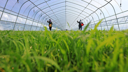 farmers work in rice seedbeds on a farm, North China