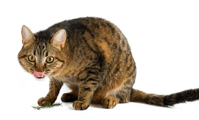 The cat is isolated on a white background.