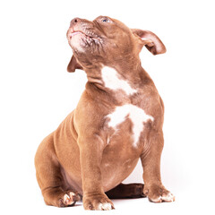 A brown American bully puppy sits quietly and looks away. Isolated on a white background