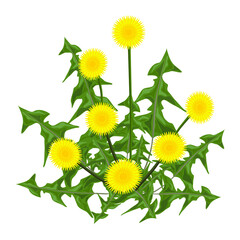 Cheerful bright dandelion bush with yellow large lush flowers and variegated carved pointed leaves. Isolated vector Illustration for Botanical Character for use in logo, postcard, sticker, icon.