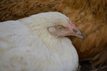 Two young white and brown chickens are sitting outside, one of which is sleeping. Young chickens are resting in the poultry yard. Two birds are sleeping on a perch