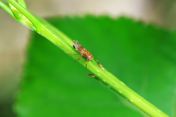 Leaf cicada on wild plants, North China