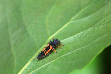 Ladybugs on wild plants, North China