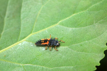 Ladybugs on wild plants, North China © zhang yongxin