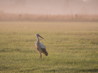 Fototapeta premium Weißstorch auf der Wiese