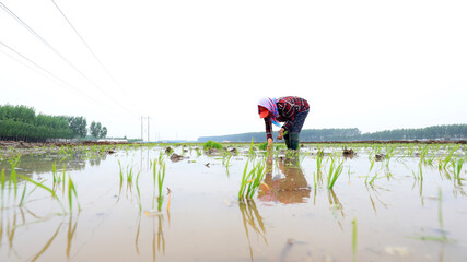 Farmers grow rice in paddy fields on farms, North China