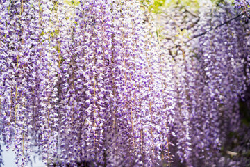 藤まつり