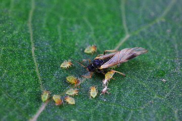 Aphids in the wild, North China