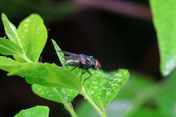 Flies on wild plants, North China