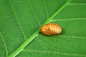Lepidoptera larvae in the wild, North China