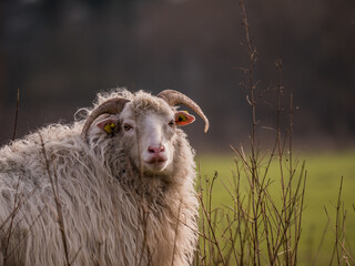 Weiße Gehörnte Heideschnucke