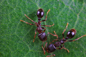Ants in the wild, North China