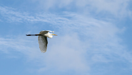seagull in flight