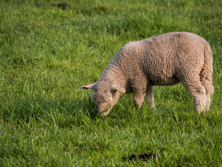 Lamm beim Fressen
